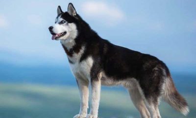 Husky Price In India_ An Affordable Price Guide