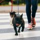 Dog Walking Business: A Guide to Starting and Running a Successful Venture