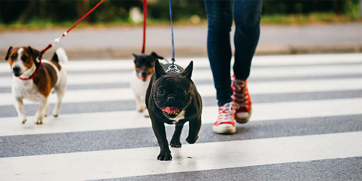 Dog Walking Business: A Guide to Starting and Running a Successful Venture