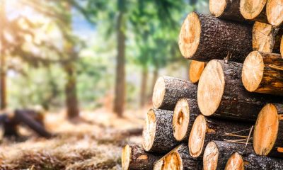 Choosing Pine Gualdras for Sustainable and Sturdy Construction