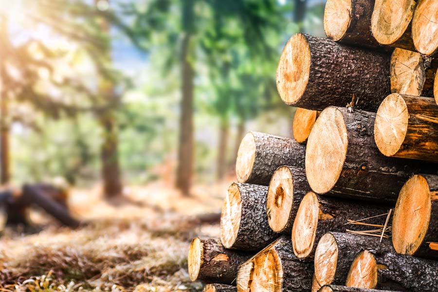 Choosing Pine Gualdras for Sustainable and Sturdy Construction 25 Choosing Pine Gualdras for Sustainable and Sturdy Construction