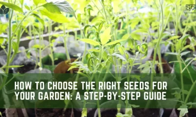 How to Choose the Right Seeds for Your Garden: A 3-Step Guide