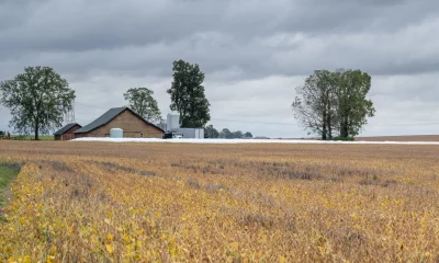 Write an Article about Midwestern Farmland Crossword Clue?