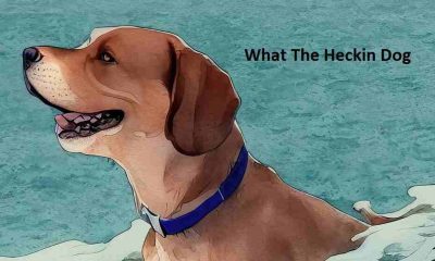 Unraveling the Mystery: What the Heckin Dog?