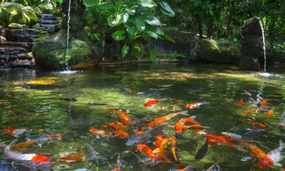 A Guide To Keeping Koi