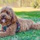Understanding the Cavapoo: A Complete Guide to This Charming Crossbreed