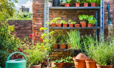 Creating a Thriving Urban Garden: Tips and Techniques