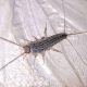 Silverfish Exterminator: The Ultimate Guide to Eliminating Silverfish Infestations