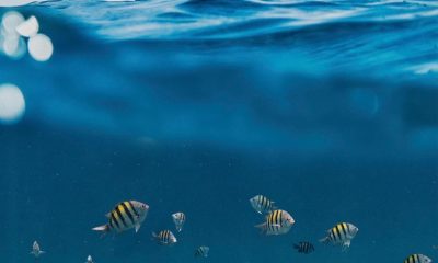 A Guide to Kona’s Best Manta Ray Snorkeling and Diving Excursions