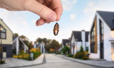 How to Pest-Proof Your Home for Long-Term Protection