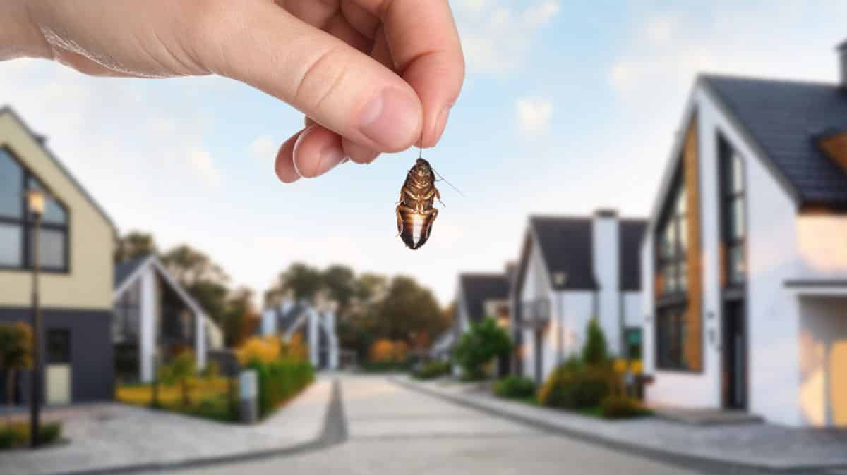How to Pest-Proof Your Home for Long-Term Protection 25 How to Pest-Proof Your Home for Long-Term Protection
