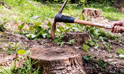 Essential Steps for Safe and Effective Stump Removal at Home