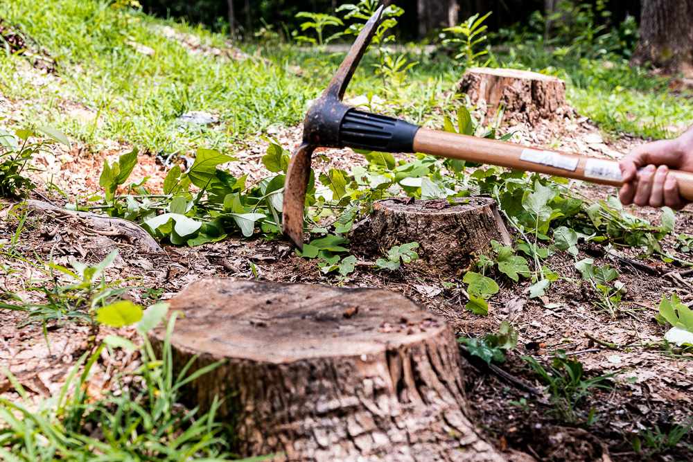 Essential Steps for Safe and Effective Stump Removal at Home 25 Essential Steps for Safe and Effective Stump Removal at Home
