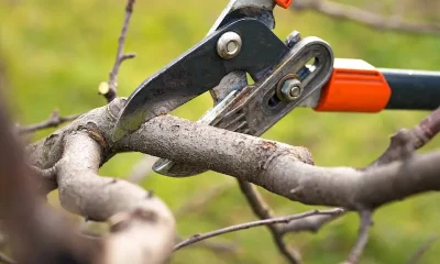 The Essential Guide to Safe and Effective Tree Pruning