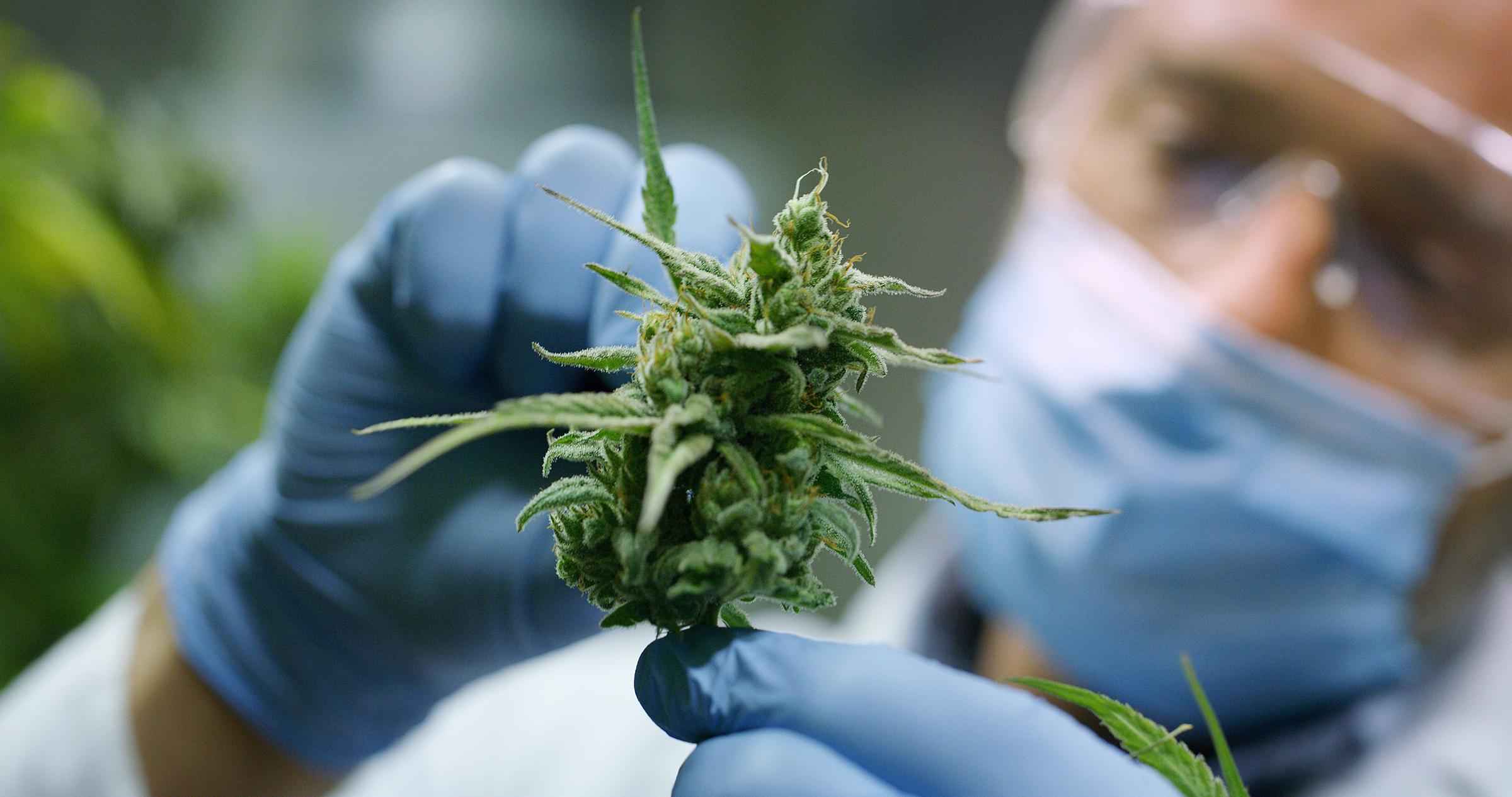 The Rise of THCA: Understanding Its Benefits and Uses 26 The Rise of THCA: Understanding Its Benefits and Uses