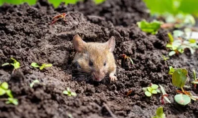 Effective Strategies for Rodent-Proofing Your Home