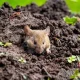 Effective Strategies for Rodent-Proofing Your Home
