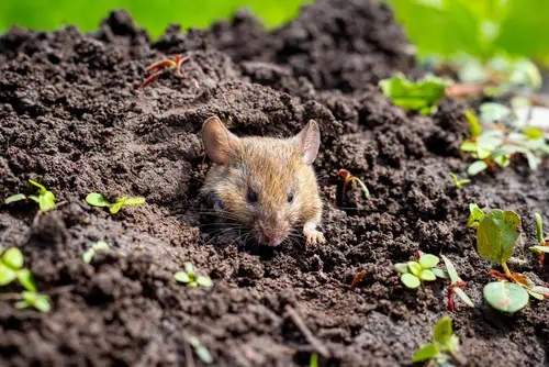 Effective Strategies for Rodent-Proofing Your Home 25 Effective Strategies for Rodent-Proofing Your Home