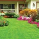 Proven Solutions for Keeping Lawns and Shrubs Lush All Year Round