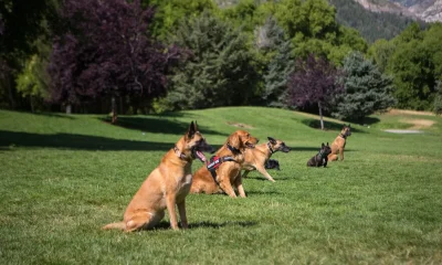The Loyal Companion's Journey: How Consistent Training Instills Discipline and Transforms Dogs for a Happier and Healthier Life