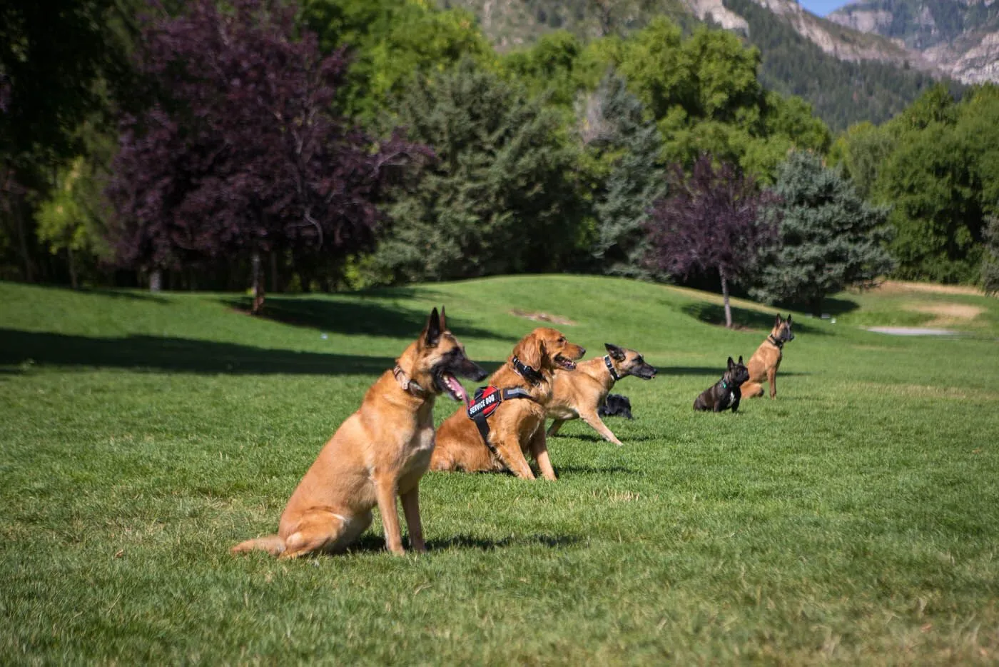 The Loyal Companion's Journey: How Consistent Training Instills Discipline and Transforms Dogs for a Happier and Healthier Life 26 The Loyal Companion's Journey: How Consistent Training Instills Discipline and Transforms Dogs for a Happier and Healthier Life