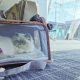 Affordable Pet Air Transport Services: Safe Sky Travel Without the High Price