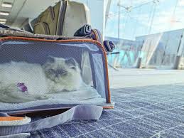Affordable Pet Air Transport Services: Safe Sky Travel Without the High Price 26 Affordable Pet Air Transport Services: Safe Sky Travel Without the High Price