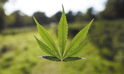 The Role of Cannabis in Holistic Healing and Wellness Programs 46 Cannabis