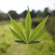 The Role of Cannabis in Holistic Healing and Wellness Programs 47 Cannabis
