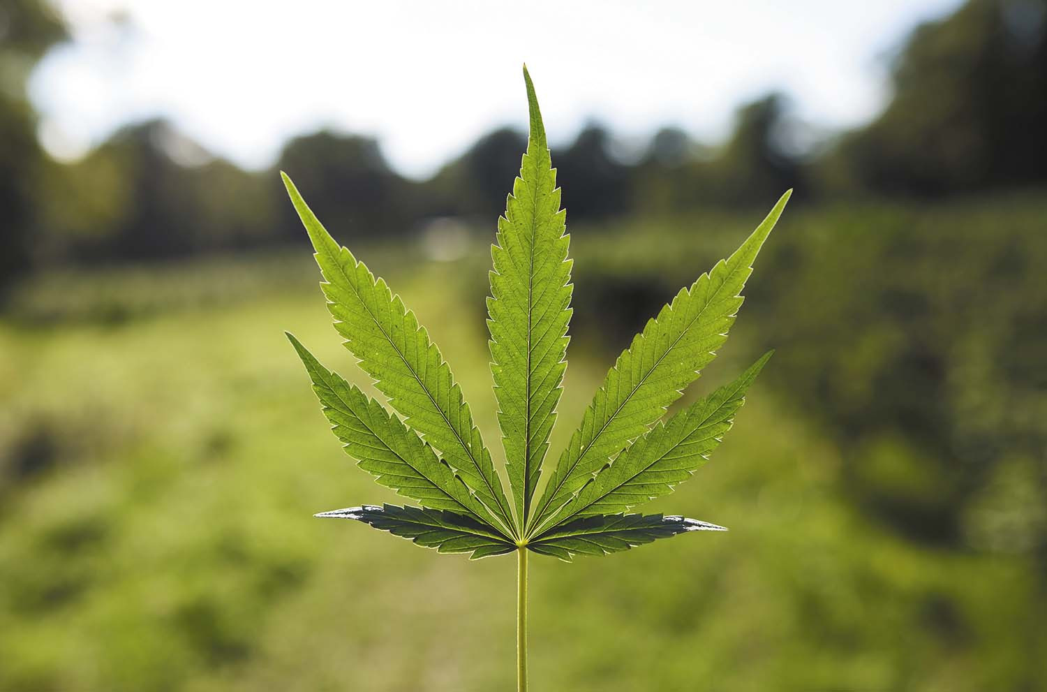 The Role of Cannabis in Holistic Healing and Wellness Programs 26 Cannabis