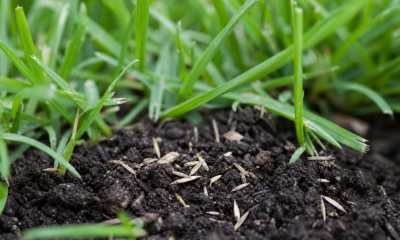 Lawn