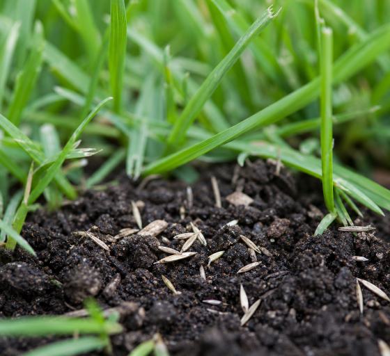 Lawn