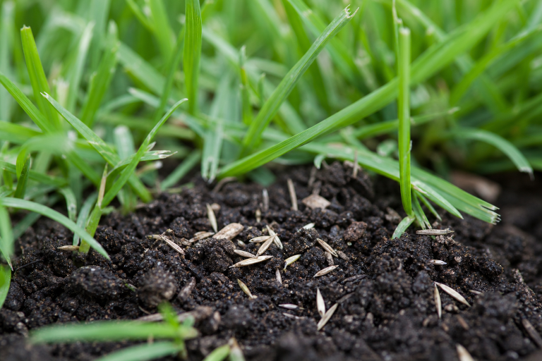 How to Bring a Tired Lawn Back to Life in 2026 31 Lawn